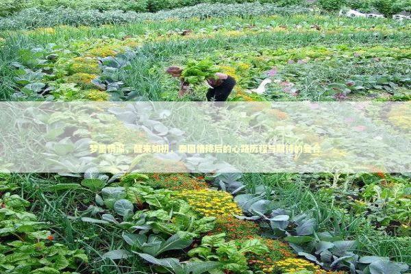 梦里情深,醒来如初,泰国情降后的心路历程与期待的复合 梦里情深,醒来如初,泰国情降后的心路历程与期待的复合 泰国情降法事预约
